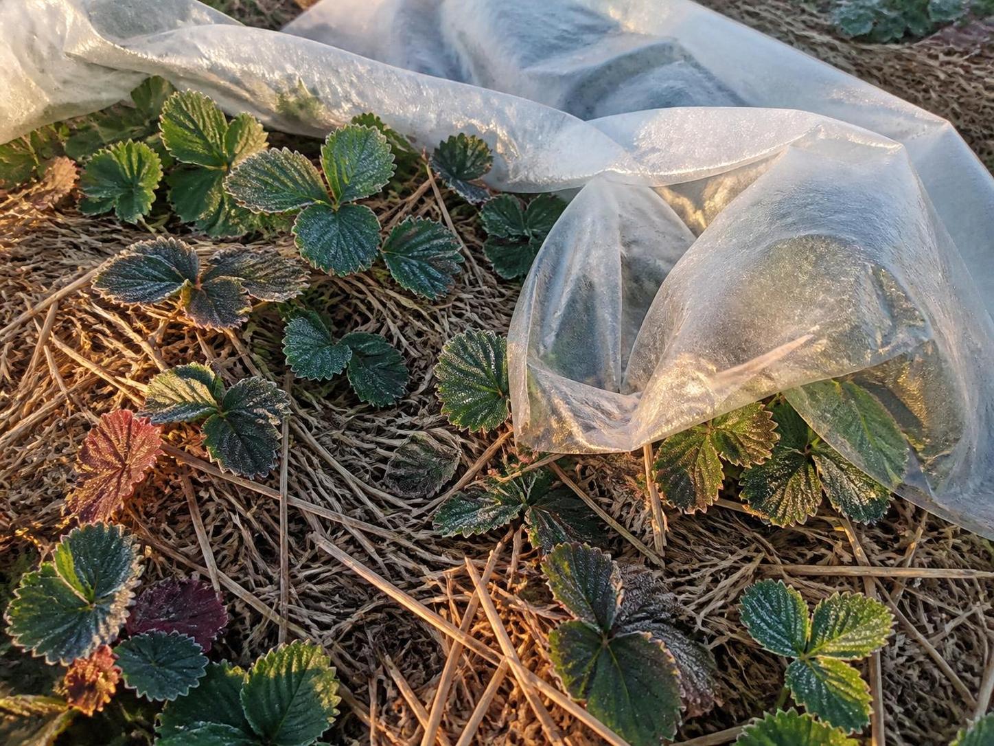 découvrez les erreurs à éviter pour protéger efficacement vos fraisiers durant l'hiver et assurer une récolte abondante au printemps.