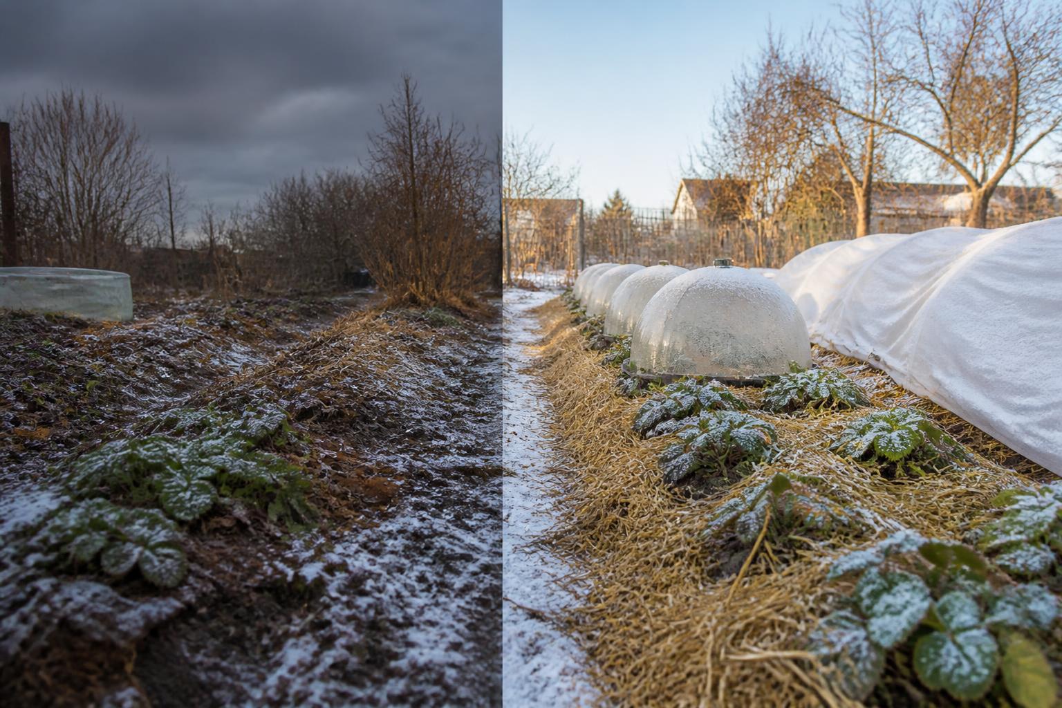 découvrez les erreurs courantes à éviter pour protéger efficacement vos fraisiers durant l'hiver et assurer une belle récolte au printemps.