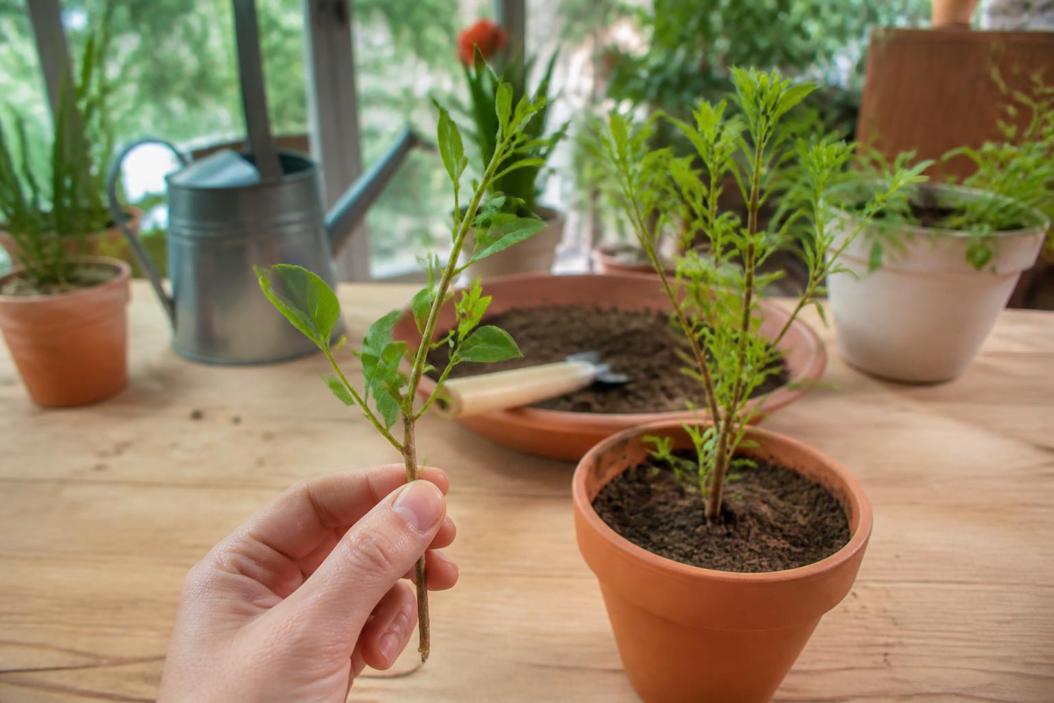 découvrez notre guide pratique pour réussir la bouture de grenadier et multiplier facilement votre grenadier en pot. conseils étape par étape pour jardiniers amateurs et passionnés.