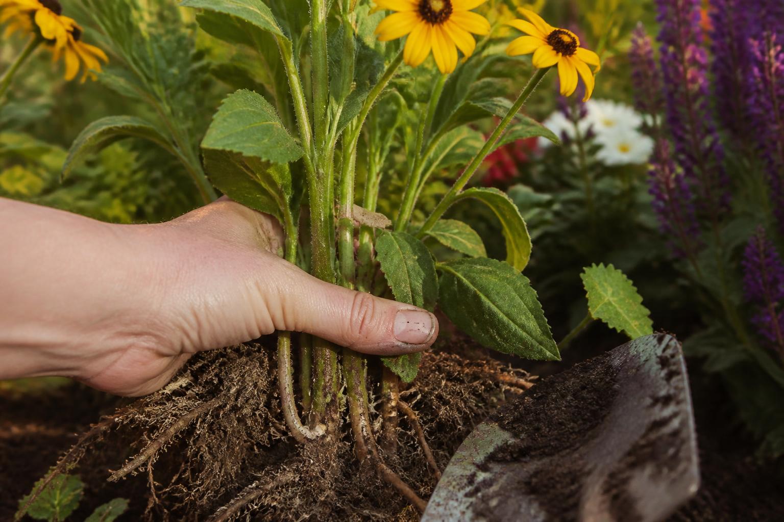 découvrez des techniques simples et efficaces pour réussir vos boutures de rudbeckia et multiplier ces magnifiques fleurs dorées dans votre jardin.