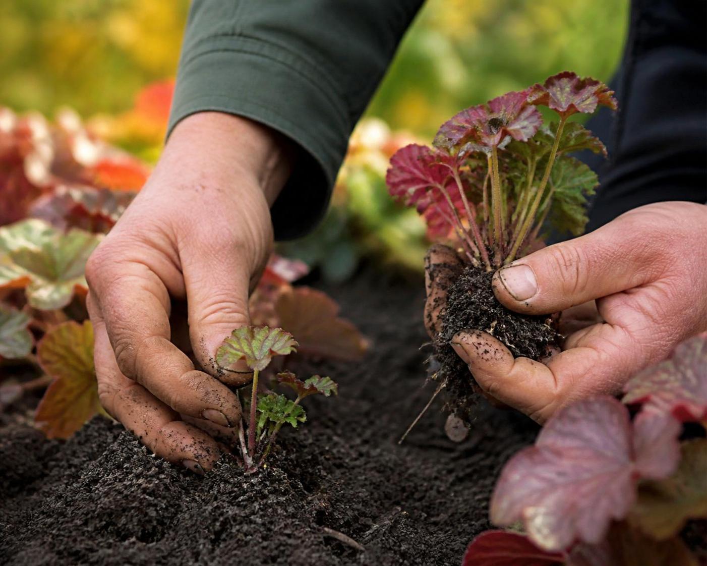 découvrez un guide simple et pratique pour bouturer vos heuchères, diviser vos plantes et multiplier facilement vos belles couleurs dans votre jardin.
