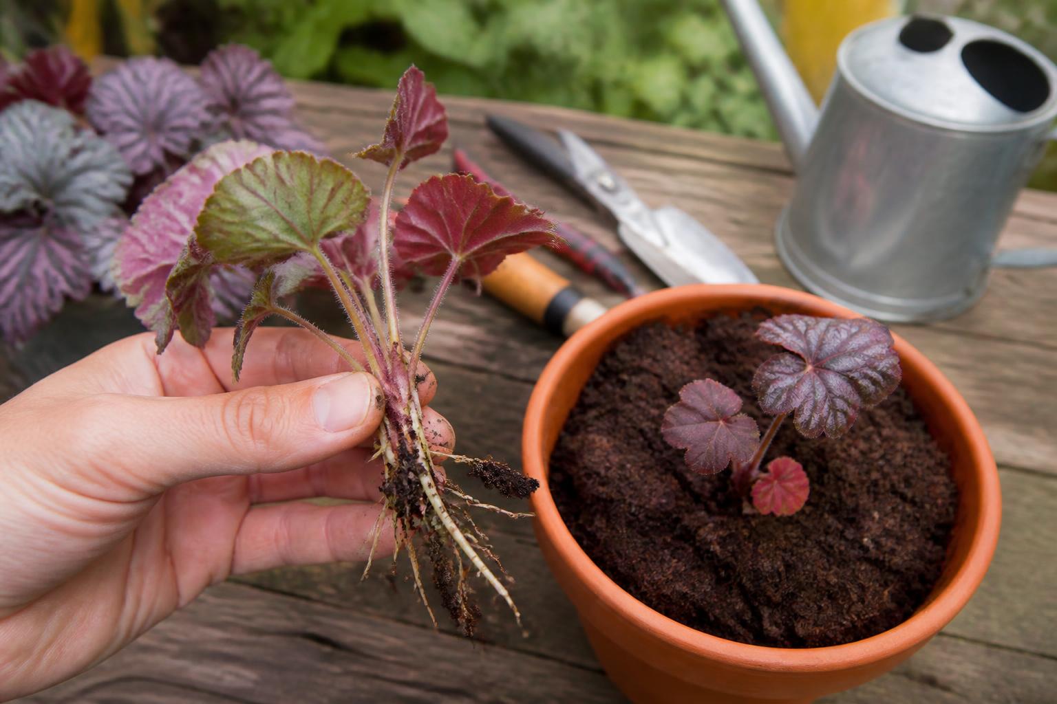 découvrez comment bouturer facilement vos heuchères grâce à notre guide simple et efficace pour diviser et multiplier vos plantes avec succès.