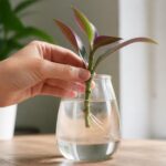 Featured image placeholder 16:9