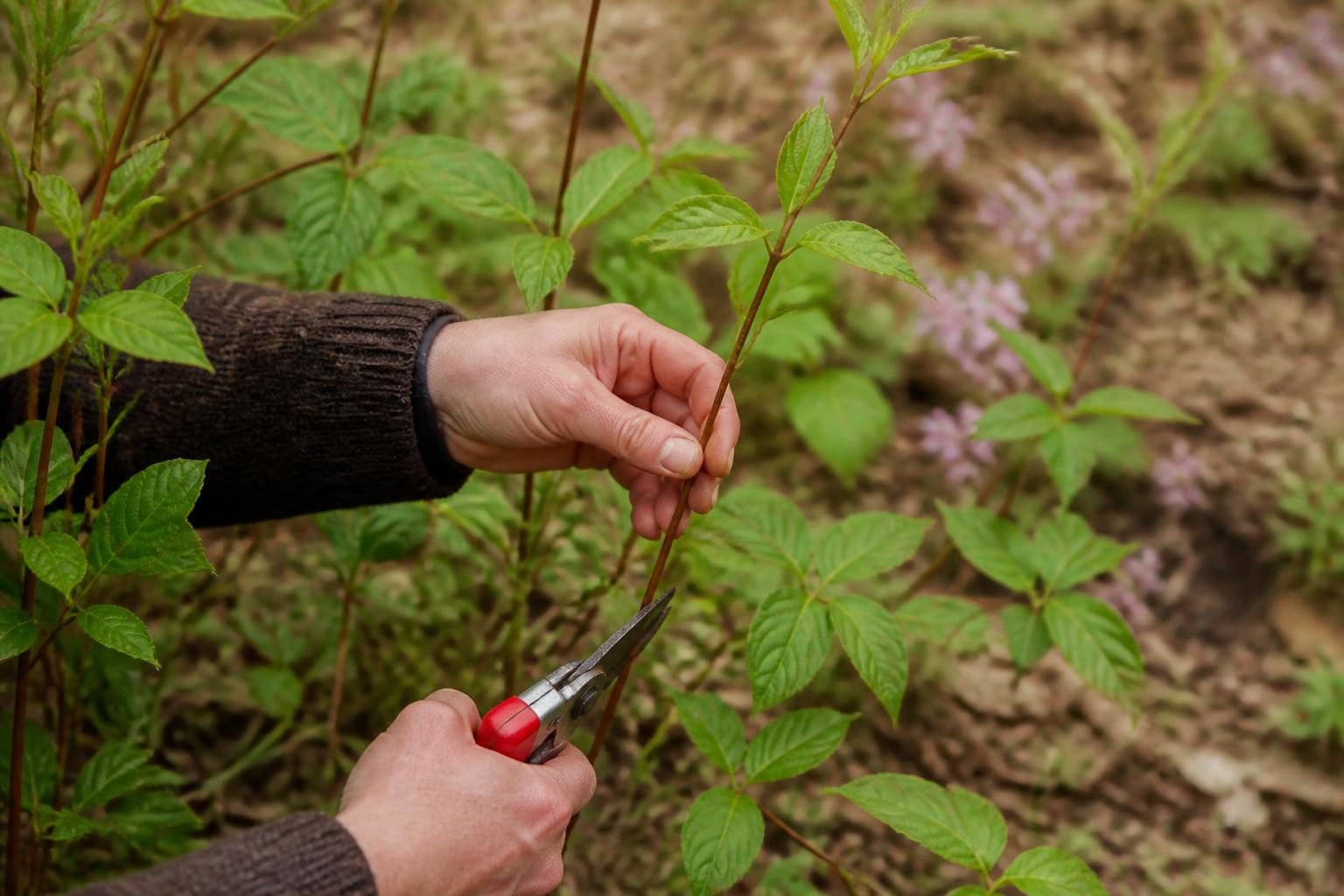 découvrez les étapes clés pour réussir la multiplication du cornouiller par bouturage et obtenir de nouvelles plantes vigoureuses.