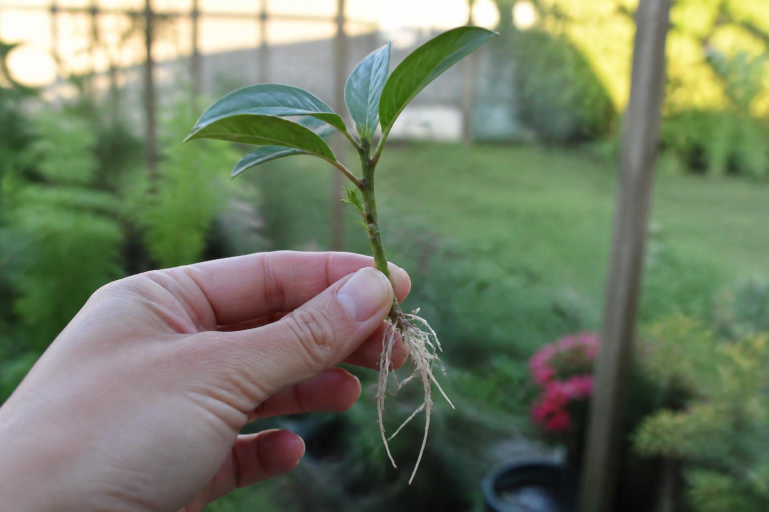 découvrez les meilleures techniques pour réussir l’enracinement de la bouture de dipladénia (mandevilla) et obtenir une plante vigoureuse et florifère.