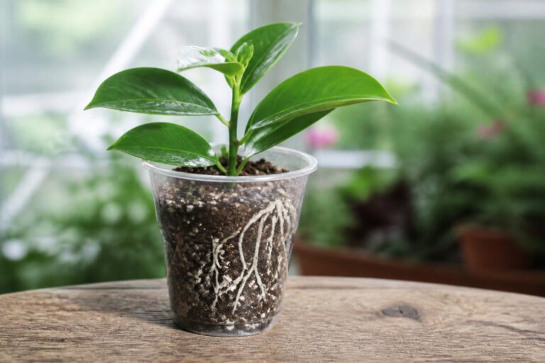 découvrez nos astuces pour réussir l’enracinement de la bouture de dipladenia (mandevilla) et assurer une croissance optimale de votre plante.