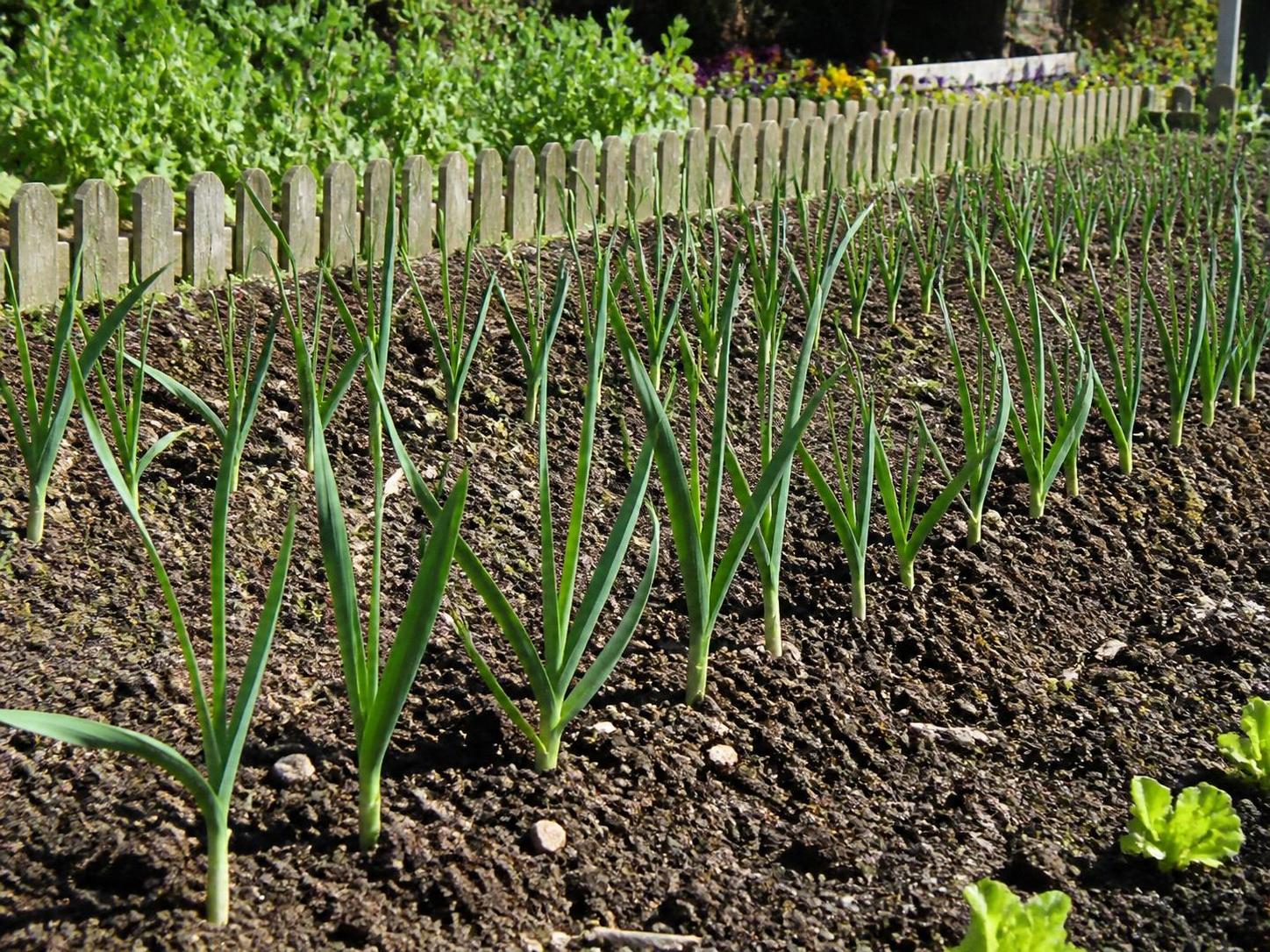 apprenez comment semer des poireaux dans votre potager avec nos conseils pratiques pour une récolte abondante et réussie. guide étape par étape pour jardiniers débutants et confirmés.