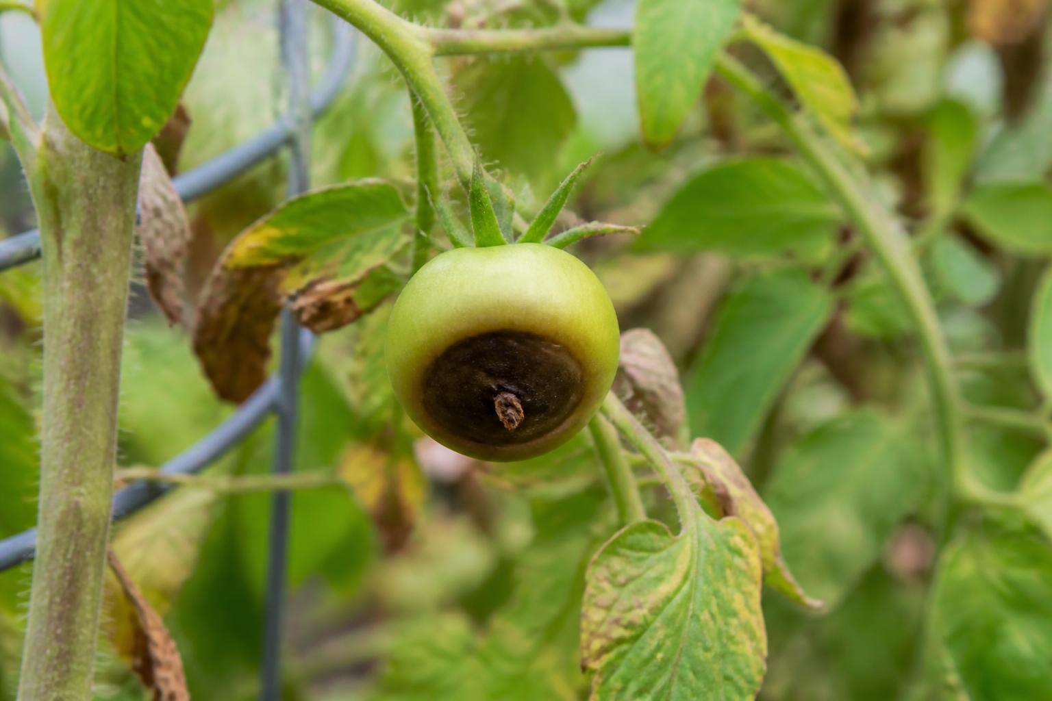 apprenez les meilleures méthodes pour traiter efficacement le cul noir de la tomate et protéger vos cultures contre cette maladie courante.