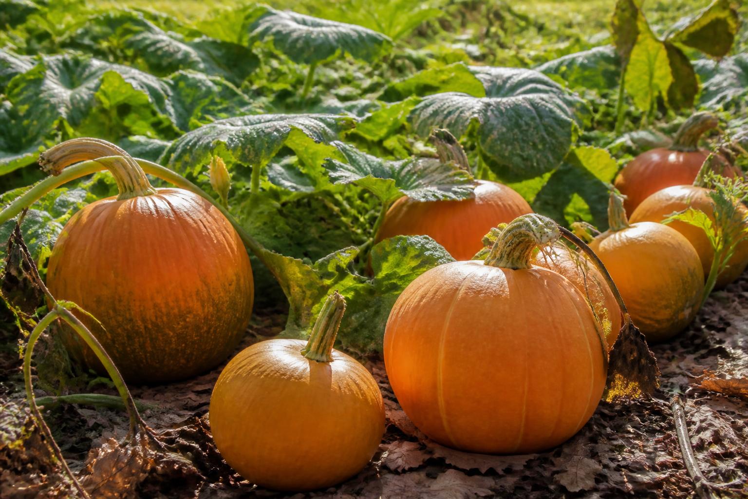 découvrez notre guide complet pour savoir quand récolter vos potirons et cueillir vos cucurbitacées au bon moment afin d'obtenir les meilleurs fruits.