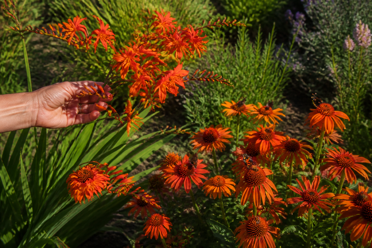 5 fleurs orange pour un jardin lumineux du printemps à l'automne