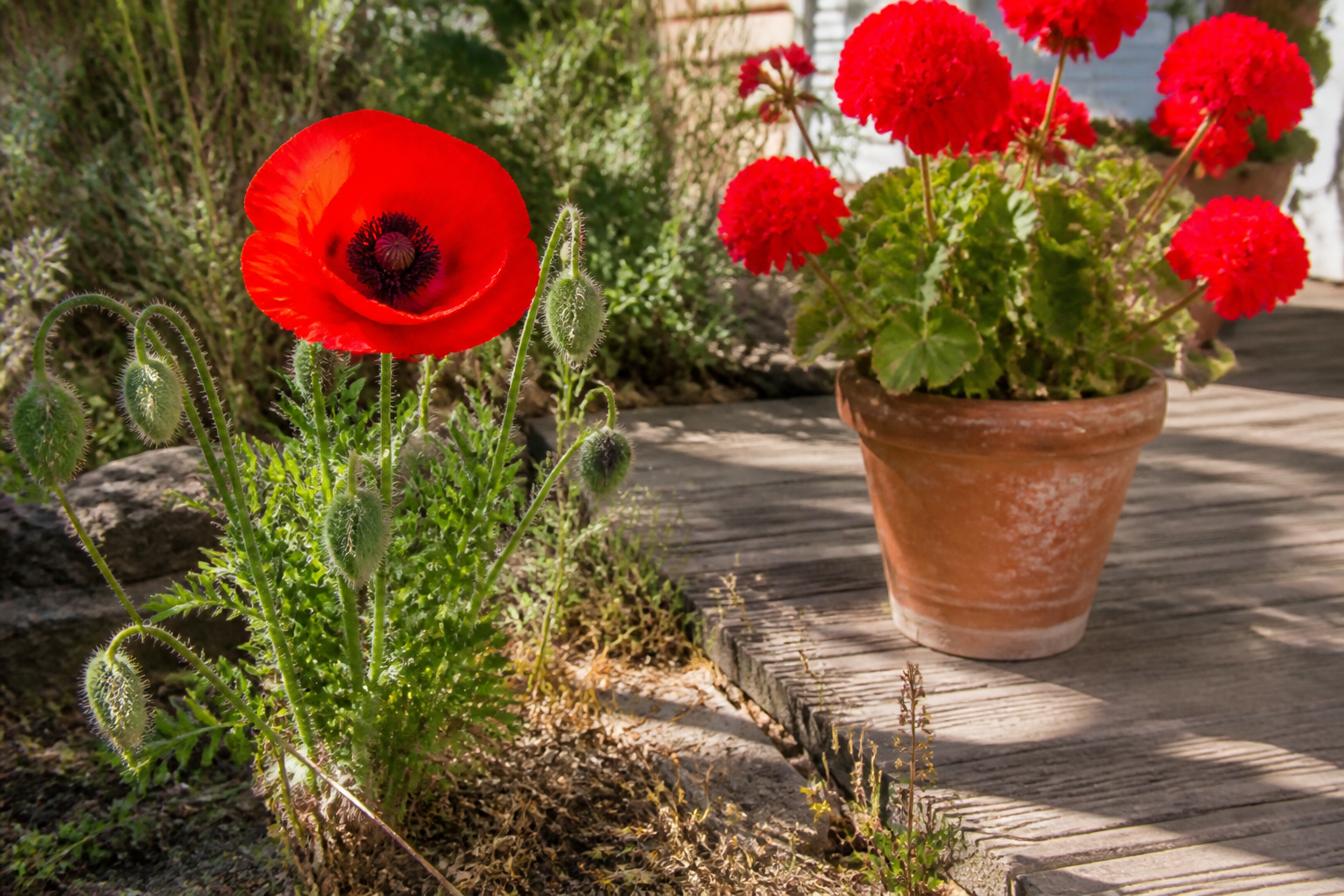 5 fleurs rouges qui fleurissent sans effort dans votre jardin