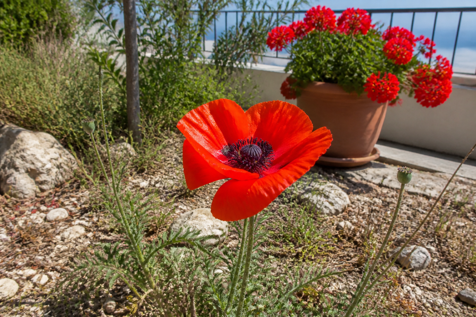 5 fleurs rouges qui fleurissent sans effort dans votre jardin