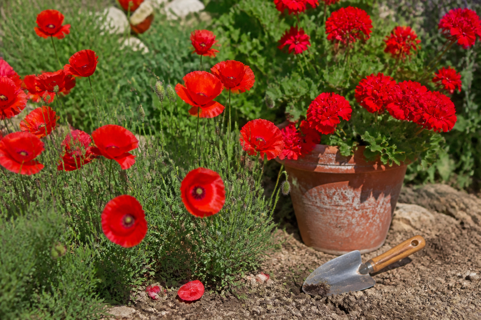 5 fleurs rouges qui fleurissent sans effort dans votre jardin