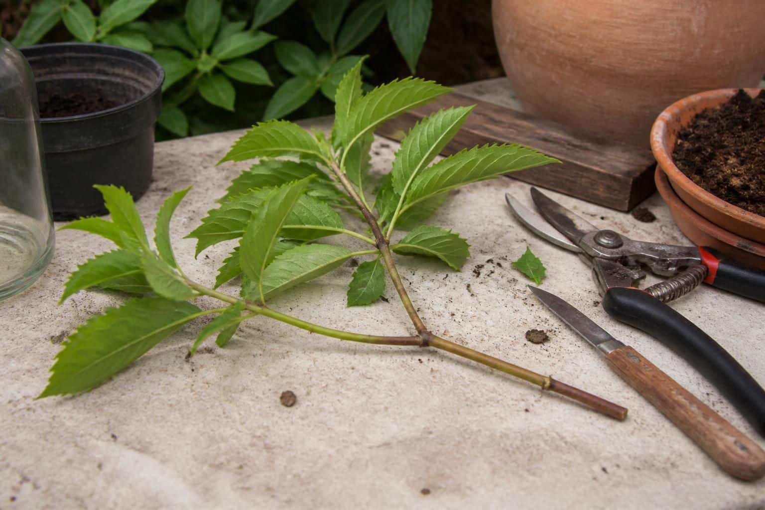 découvrez si la multiplication du châtaignier par bouturage est réellement efficace et apprenez les techniques pour réussir vos boutures de châtaignier.