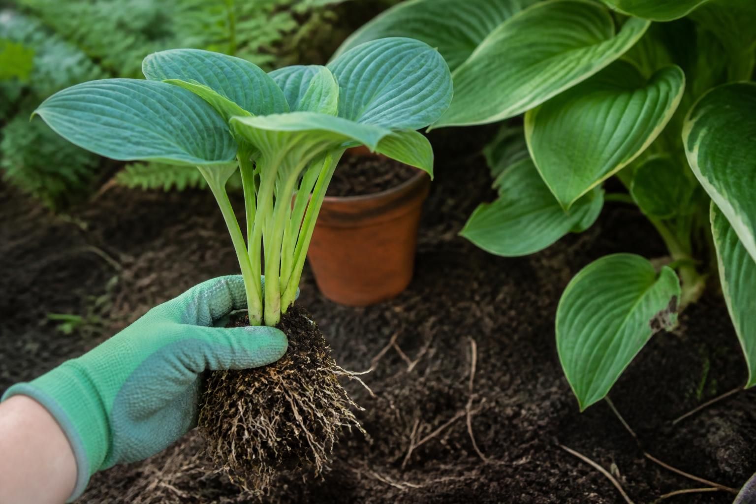 découvrez notre guide pratique pour bouturer et multiplier vos hostas facilement. apprenez les techniques simples pour diviser vos plantes et embellir votre jardin.