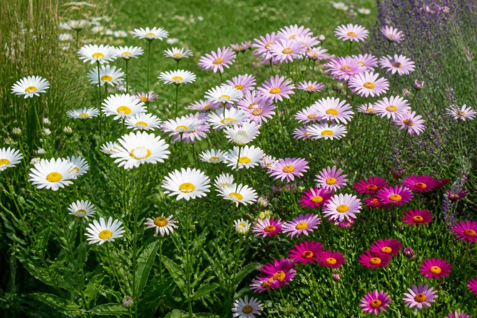découvrez notre guide complet pour réussir la bouture de marguerite et obtenir de belles plantations facilement. conseils pratiques, étapes détaillées et astuces pour jardiniers débutants et confirmés.