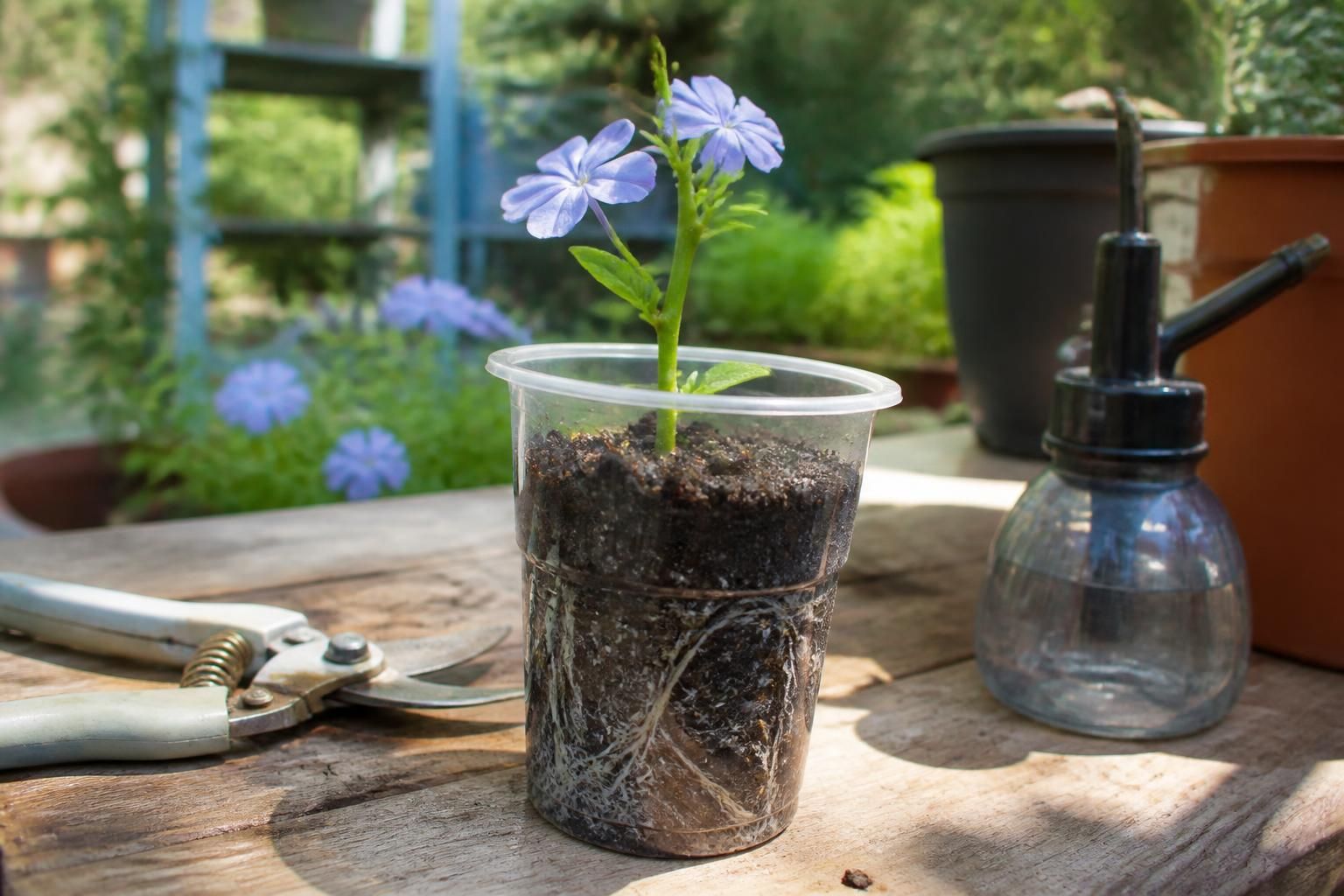 apprenez à réussir vos boutures de plumbago grâce à notre guide complet. découvrez les étapes simples pour faire enraciner facilement cette plante magnifique et embellir votre jardin.