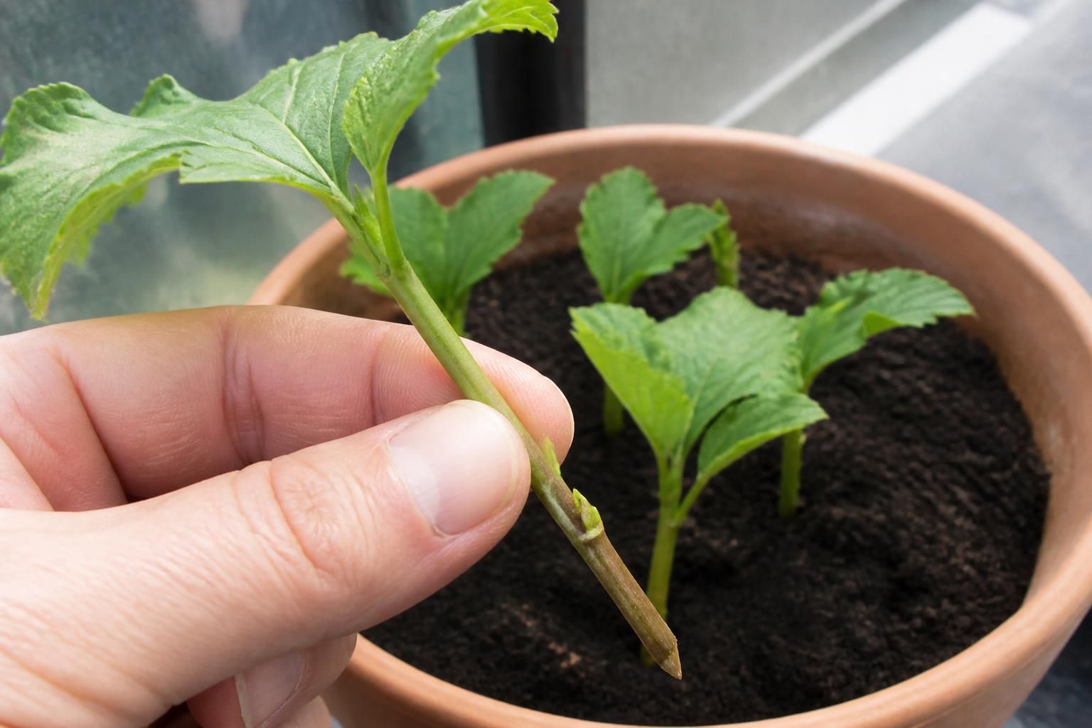 découvrez notre guide complet pour réussir la bouture de viorne et multiplier facilement cet arbuste idéal pour vos haies. astuces, conseils et étapes détaillées pour jardiniers débutants et confirmés.