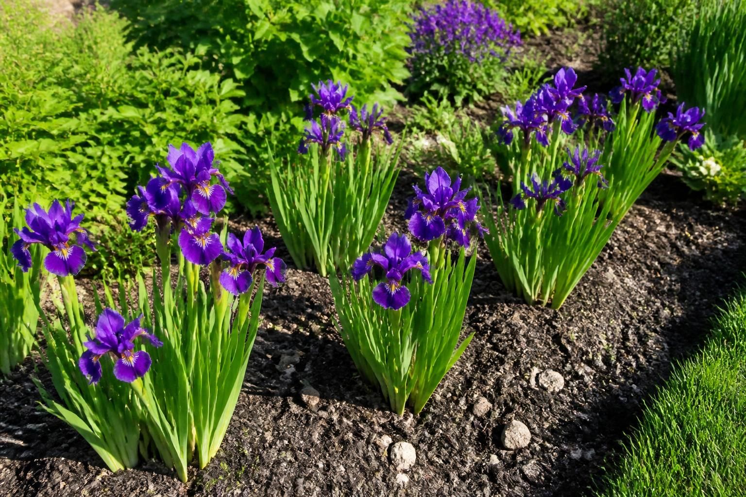 découvrez notre guide pratique pour bouturer vos iris facilement et multiplier vos plantes avec succès. apprenez les techniques simples pour diviser et cultiver vos iris chez vous.