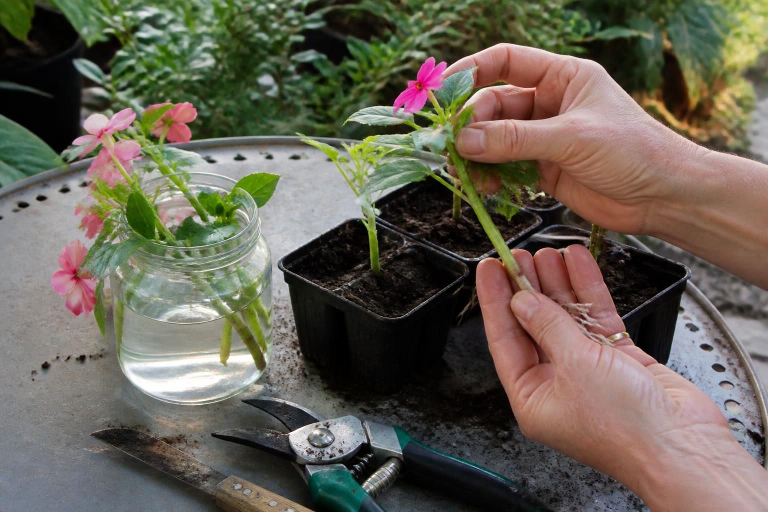 apprenez à bouturer des impatiens simplement pour multiplier vos plants et embellir votre jardin avec des fleurs éclatantes toute l'année.