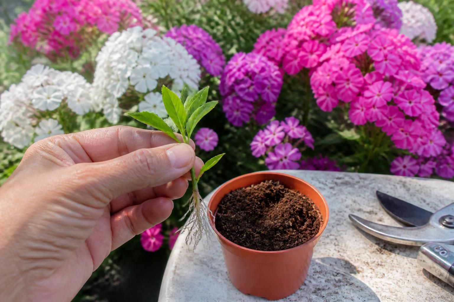 découvrez comment bouturer le phlox pour réussir la multiplication de ce vivace de massif et embellir votre jardin avec des conseils simples et efficaces.
