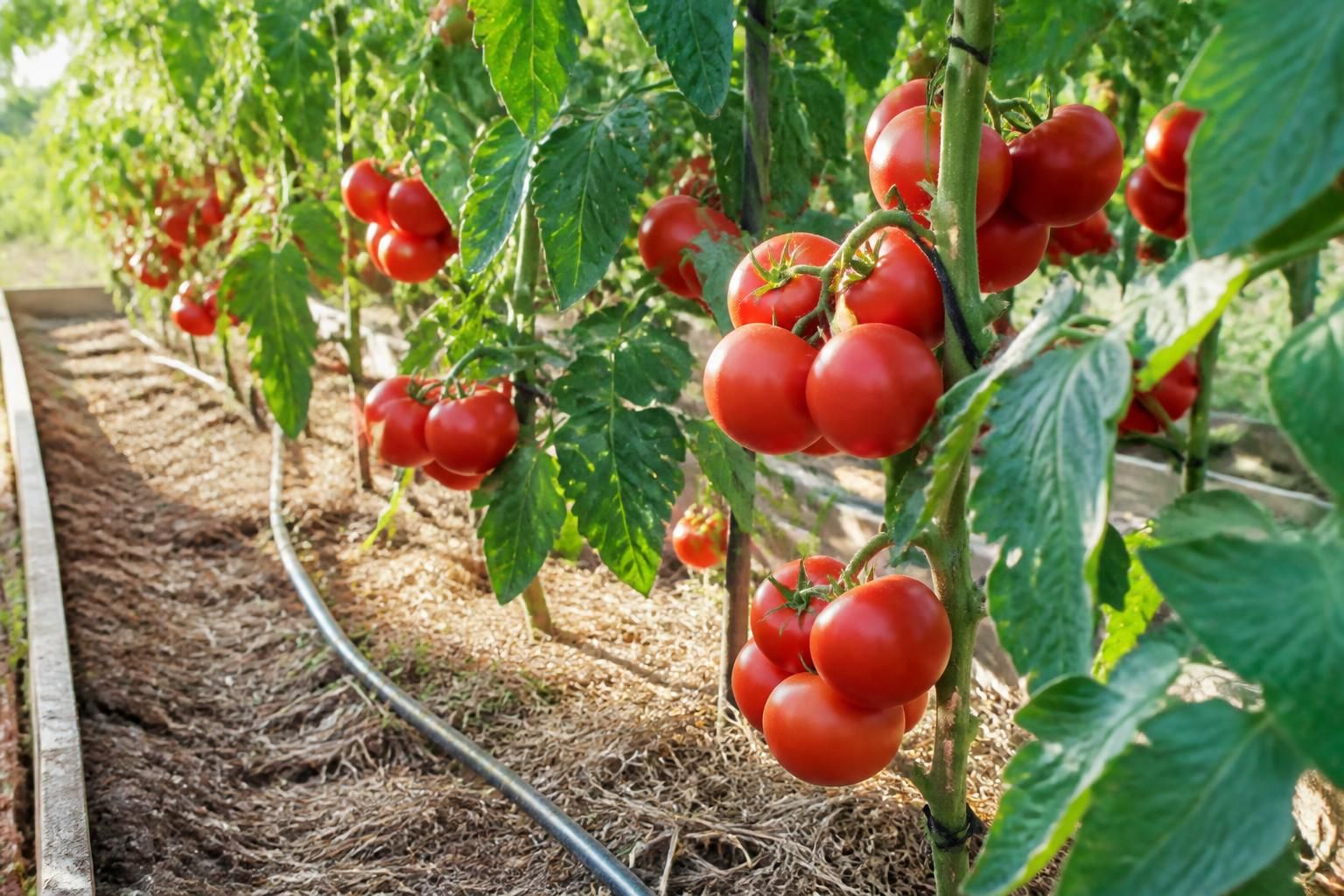 découvrez nos conseils pratiques pour éviter que vos tomates se fendent dans le potager et obtenir une récolte saine et savoureuse.