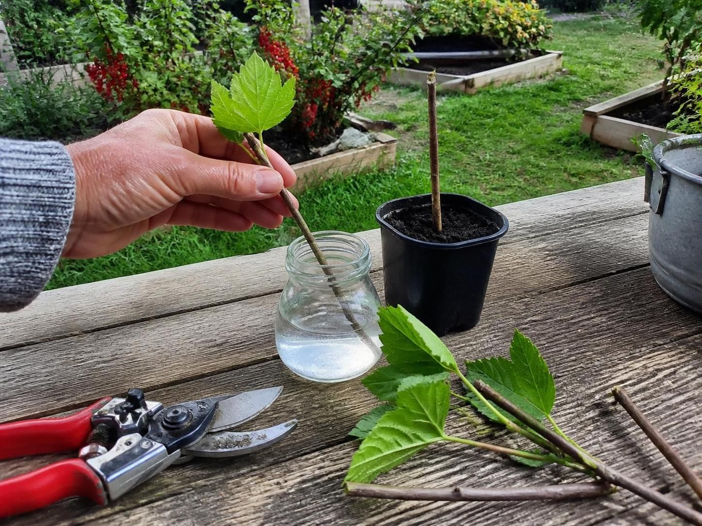 découvrez comment faire une bouture de mûrier grâce à nos conseils pratiques et apprenez quelles sont les périodes idéales pour réussir vos plantations facilement.
