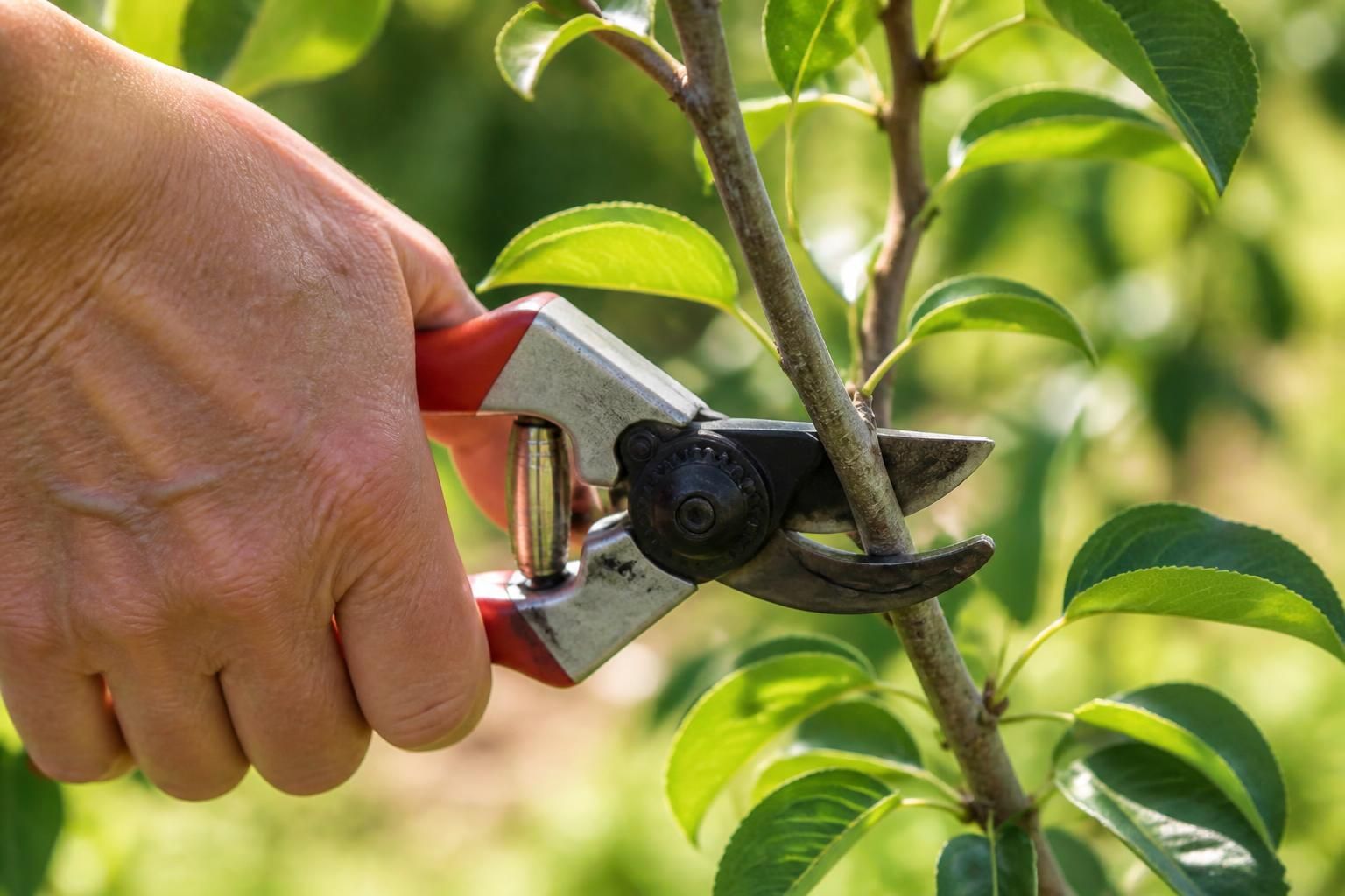découvrez nos conseils étape par étape pour réussir une bouture de poirier, de la préparation à la mise en terre, et faites pousser votre arbre fruitier chez vous facilement.