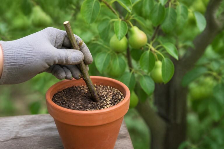 apprenez à faire une bouture de poirier facilement grâce à nos conseils détaillés étape par étape, pour réussir la multiplication de votre arbre fruitier et embellir votre jardin.