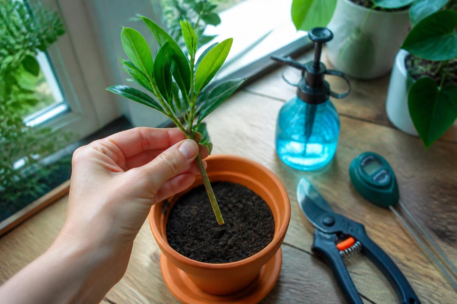 découvrez comment réussir une bouture de pittosporum grâce à notre guide complet et nos conseils pratiques pour garantir une croissance saine et vigoureuse.