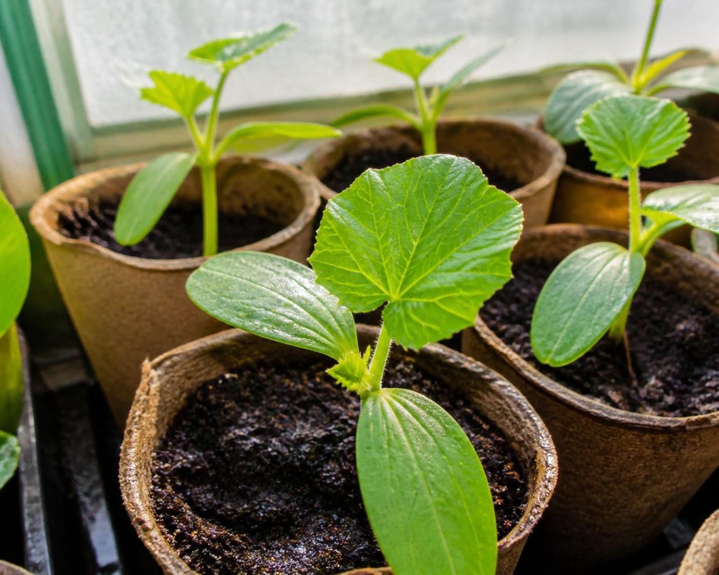 apprenez à semer la courgette facilement et obtenez une récolte abondante grâce à nos conseils pratiques de jardinage.