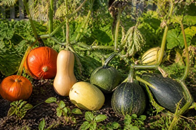 découvrez notre calendrier gourmand pour savoir exactement quand cueillir vos courges et garantir une récolte savoureuse et réussie à chaque fois.