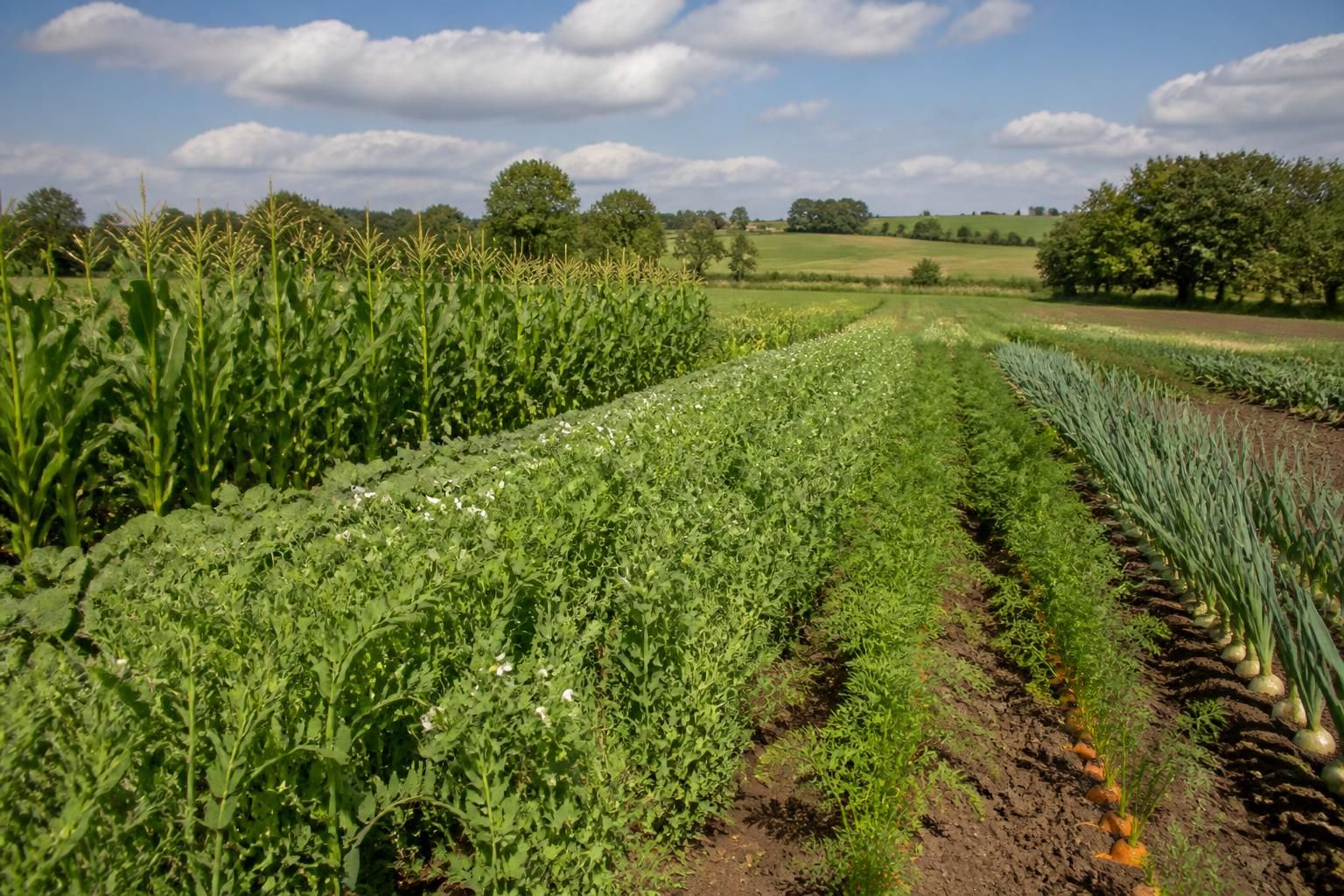 découvrez comment les associations de cultures favorisent une agriculture durable en améliorant la fertilité des sols, la biodiversité et les rendements agricoles.