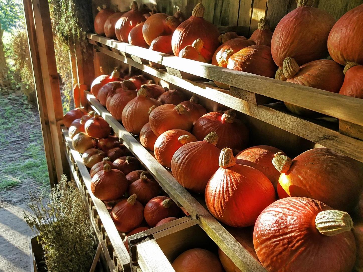 découvrez quand et comment récolter vos potimarrons afin d'assurer une conservation optimale et profiter de leur saveur tout au long de l'hiver.
