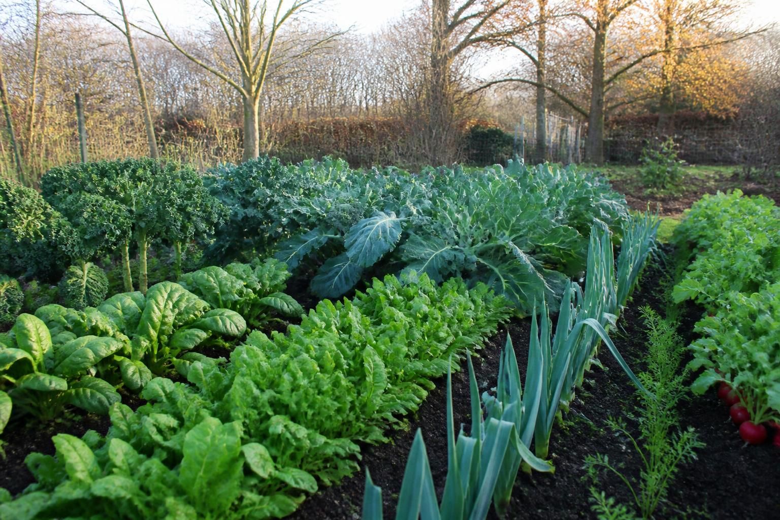 découvrez quelles variétés de légumes semer en décembre pour un potager hivernal gourmand et profitez de récoltes savoureuses tout au long de l'hiver.
