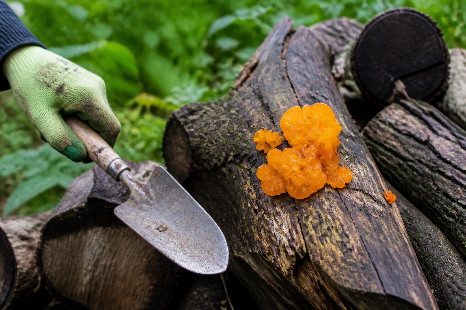 Champignon orange sur bois mort : que faire pour protéger votre jardin ?