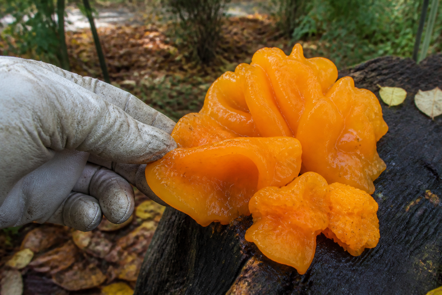 Champignon orange sur bois mort : que faire pour protéger votre jardin ?