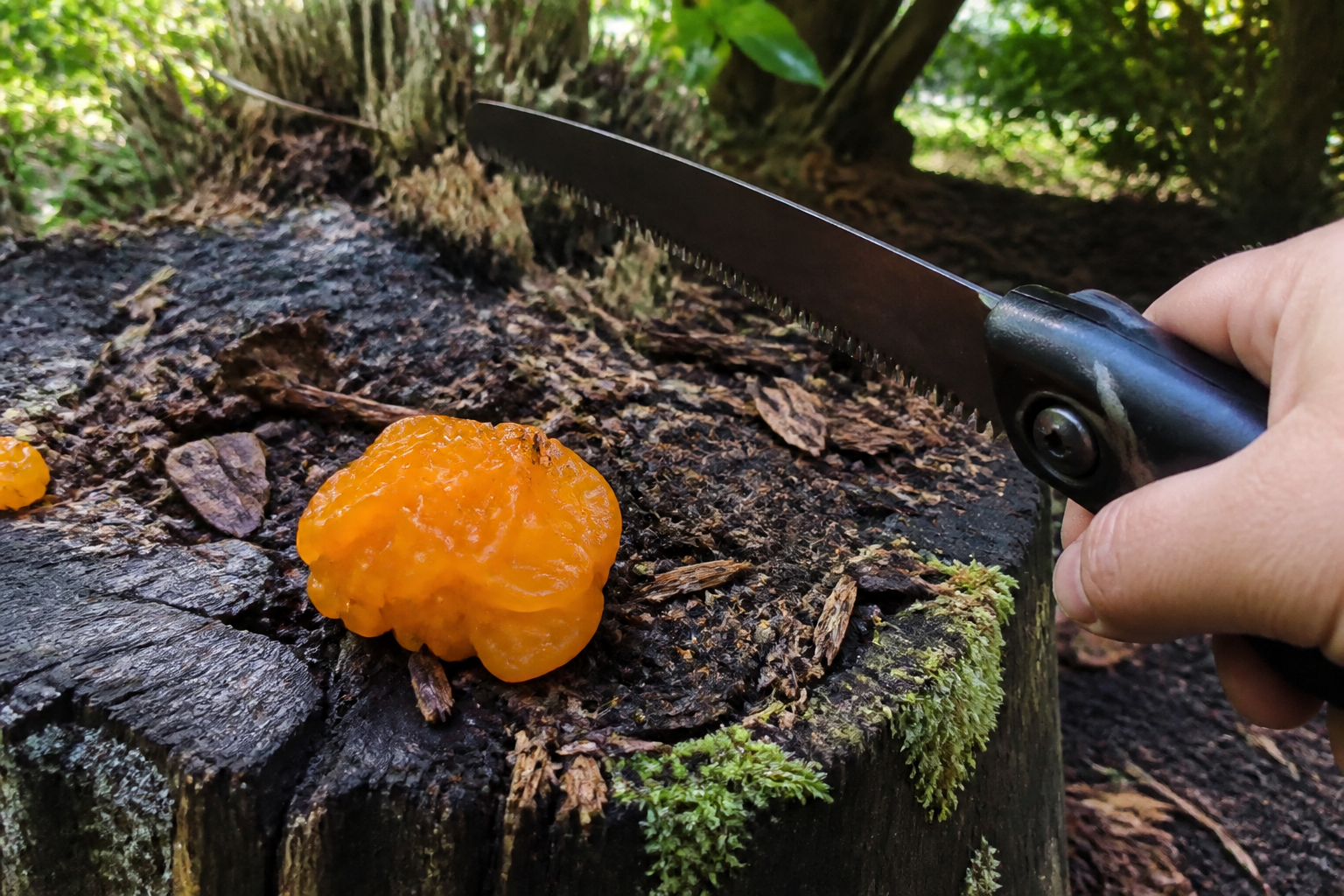 Champignon orange sur bois mort : que faire pour protéger votre jardin ?