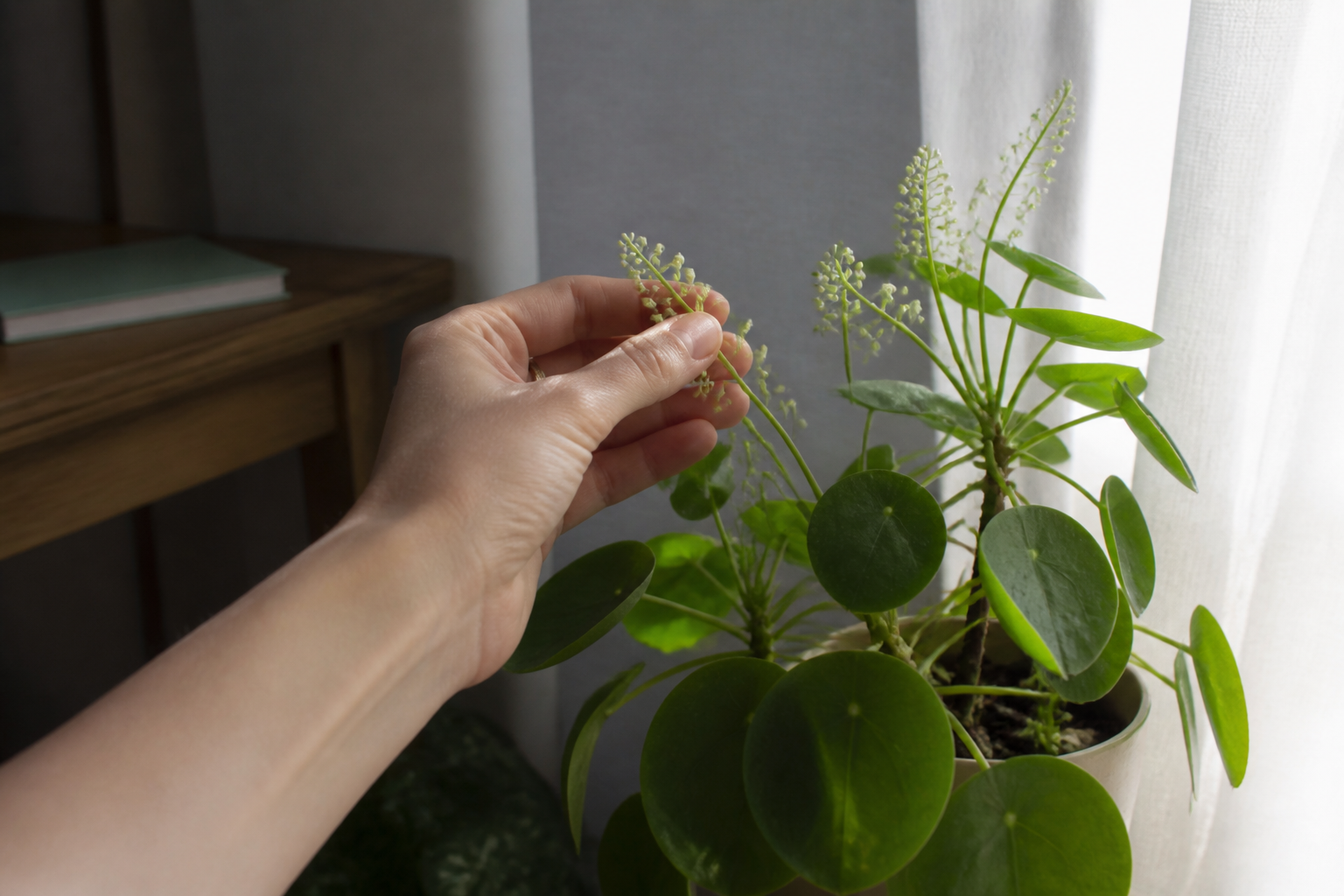 Faire fleurir son pilea : 3 astuces simples pour voir apparaître ses fleurs