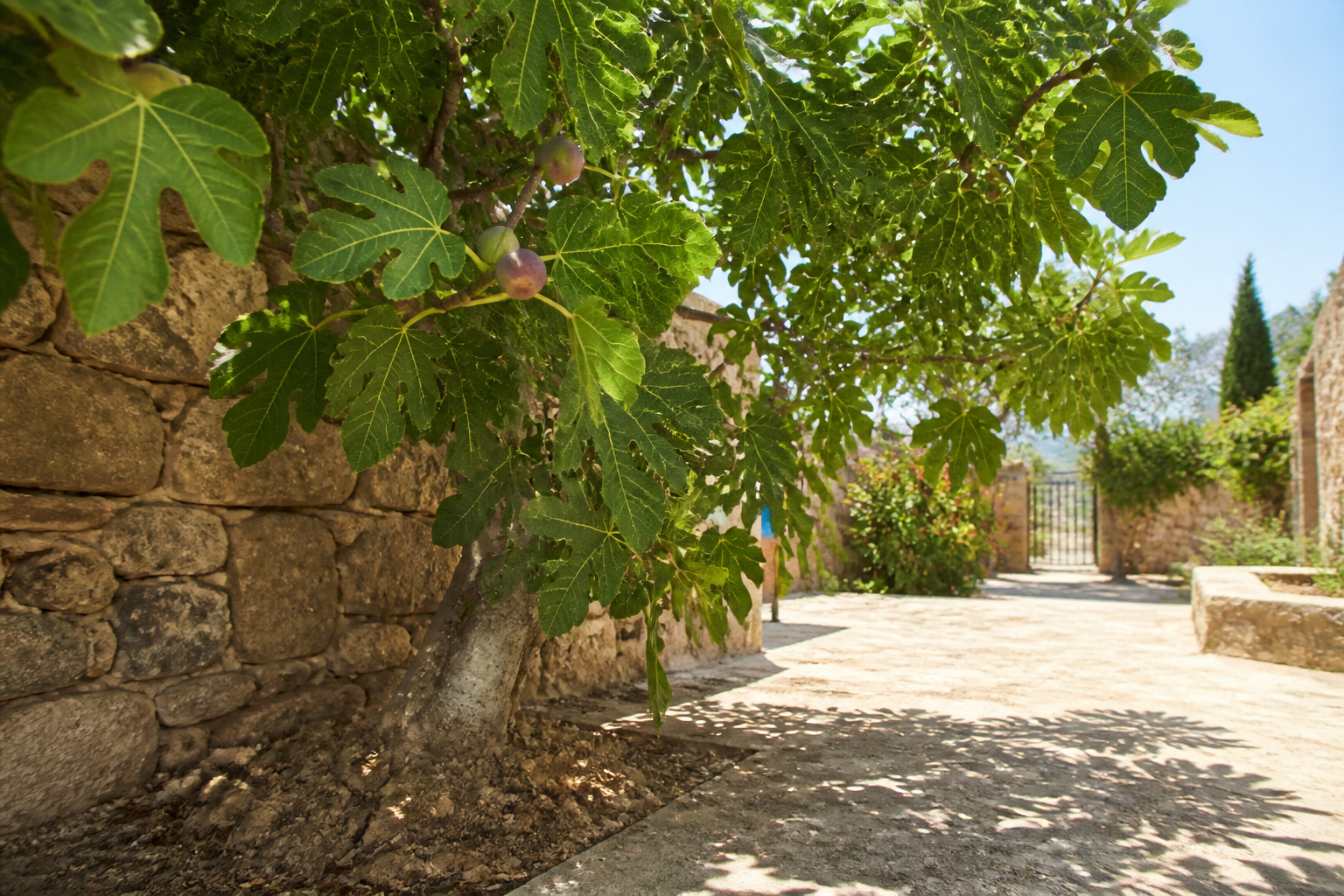 Figuier : l'arbre fruitier qui défie la canicule sans arrosage