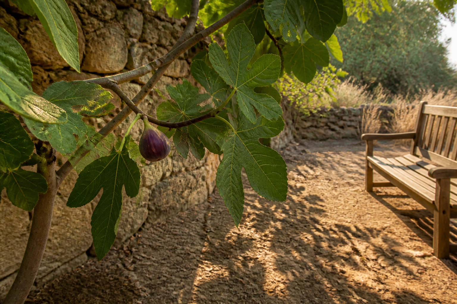 Figuier : l'arbre fruitier qui défie la canicule sans arrosage