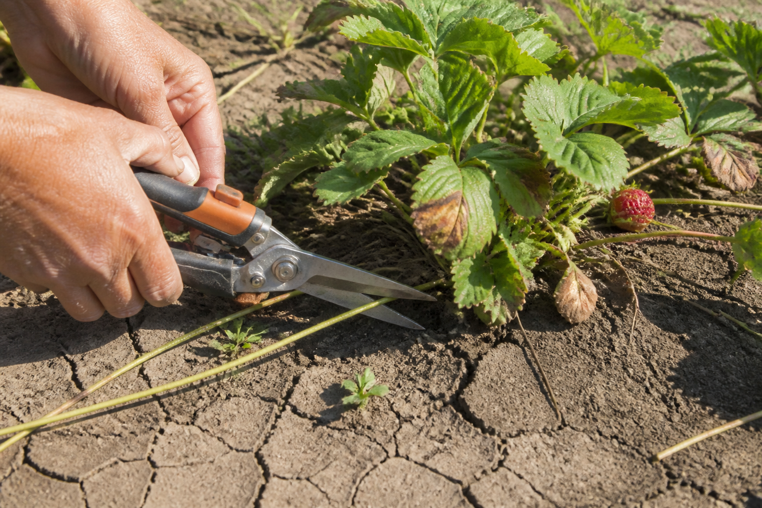 Fraisiers en canicule : l'astuce pour économiser l'eau sans sacrifier la récolte