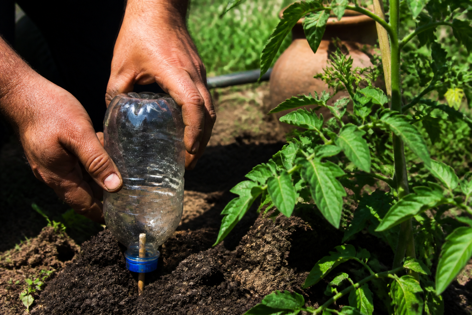Jarre en terre cuite pour arroser les tomates : l'alternative zéro déchet