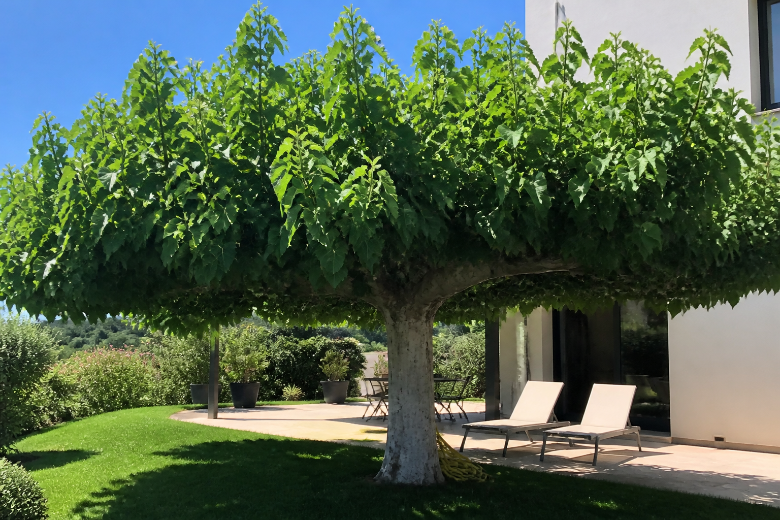 Mûrier platane : plantation et entretien pour un arbre d'ombrage parfait