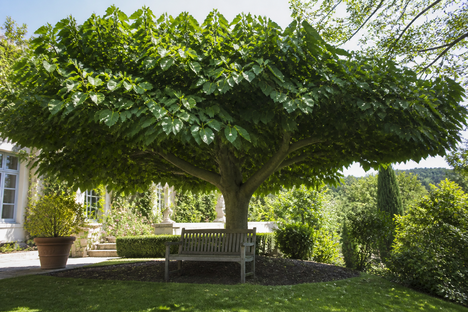 Mûrier platane : plantation et entretien pour un arbre d'ombrage parfait