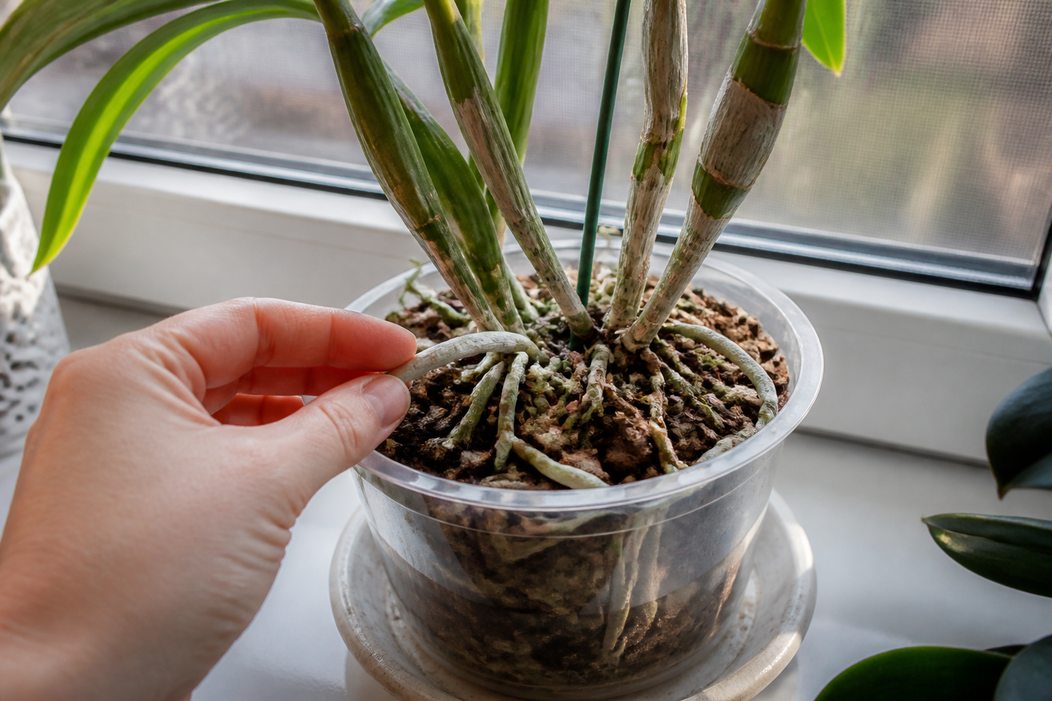 Orchidée bambou : 3 gestes simples pour une floraison spectaculaire