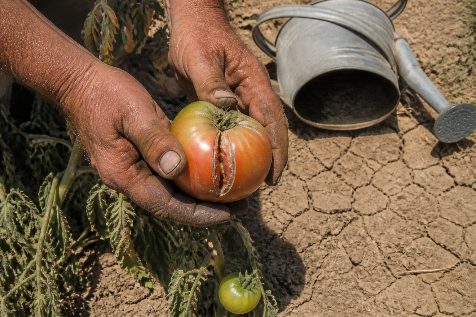 Pourquoi vos tomates éclatent en canicule : l'heure d'arrosage en cause