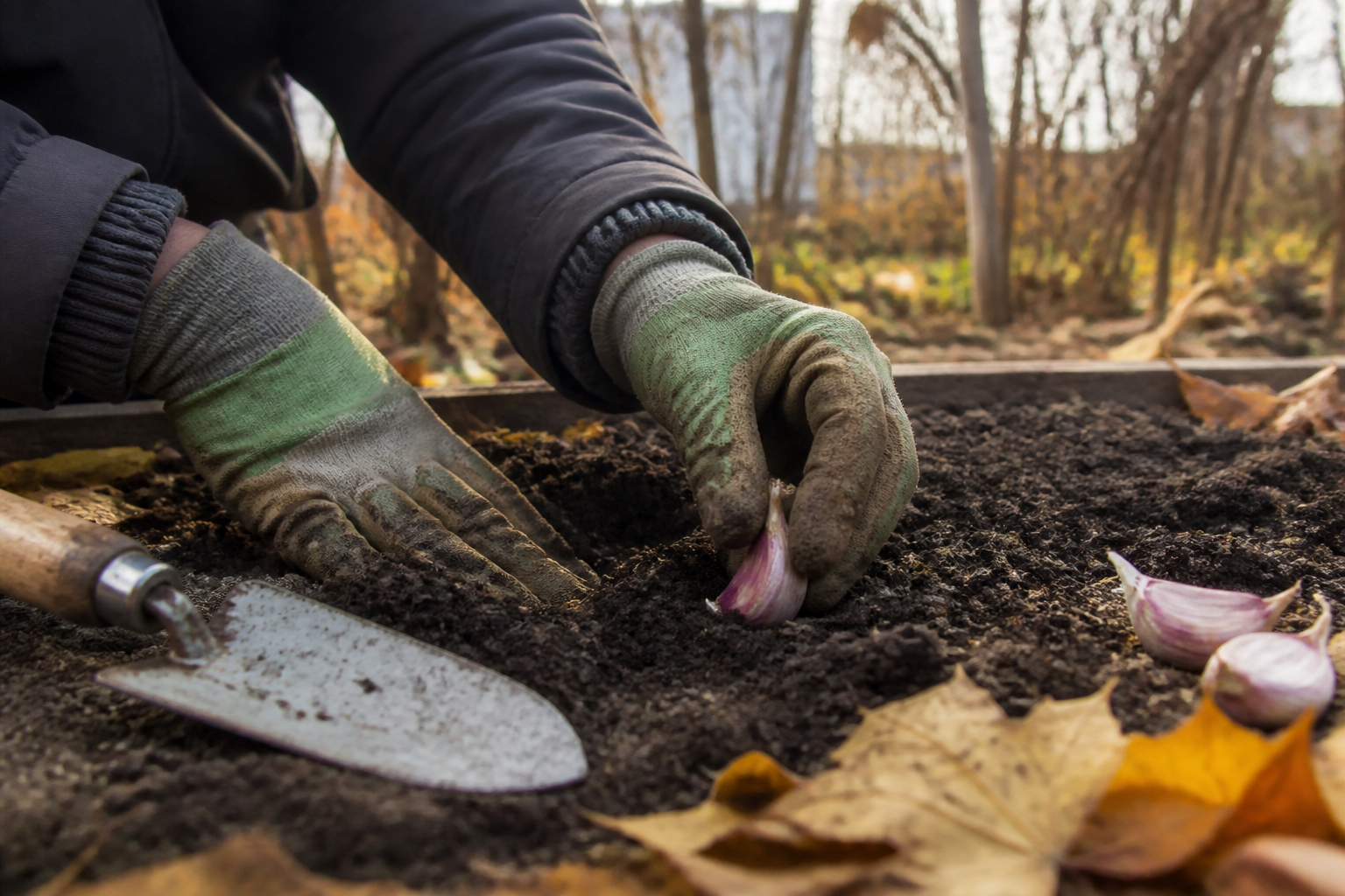 Quand planter l'ail : le calendrier selon les variétés pour une récolte réussie