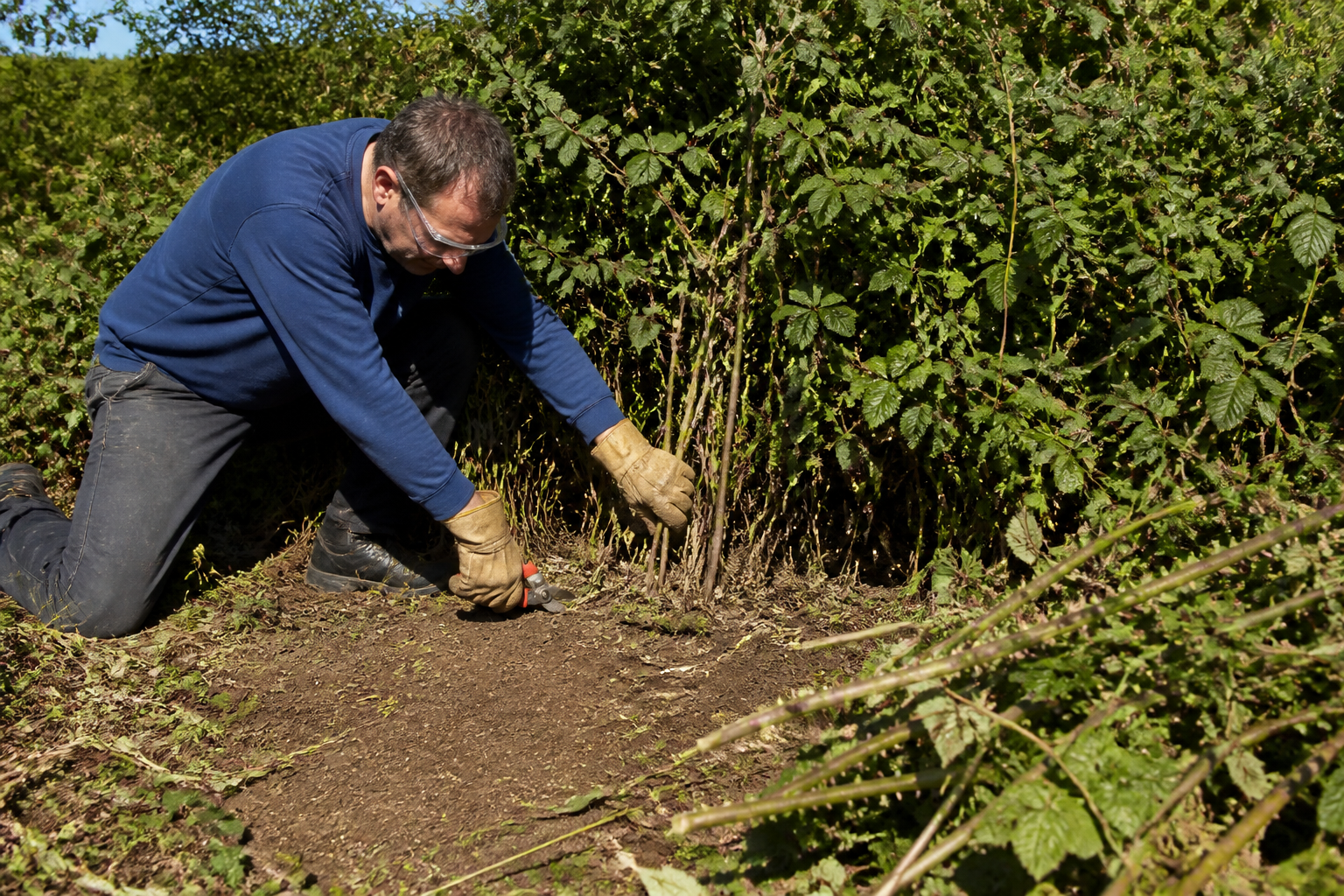 Ronce au jardin : 3 gestes simples pour éviter qu'elle n'envahisse tout