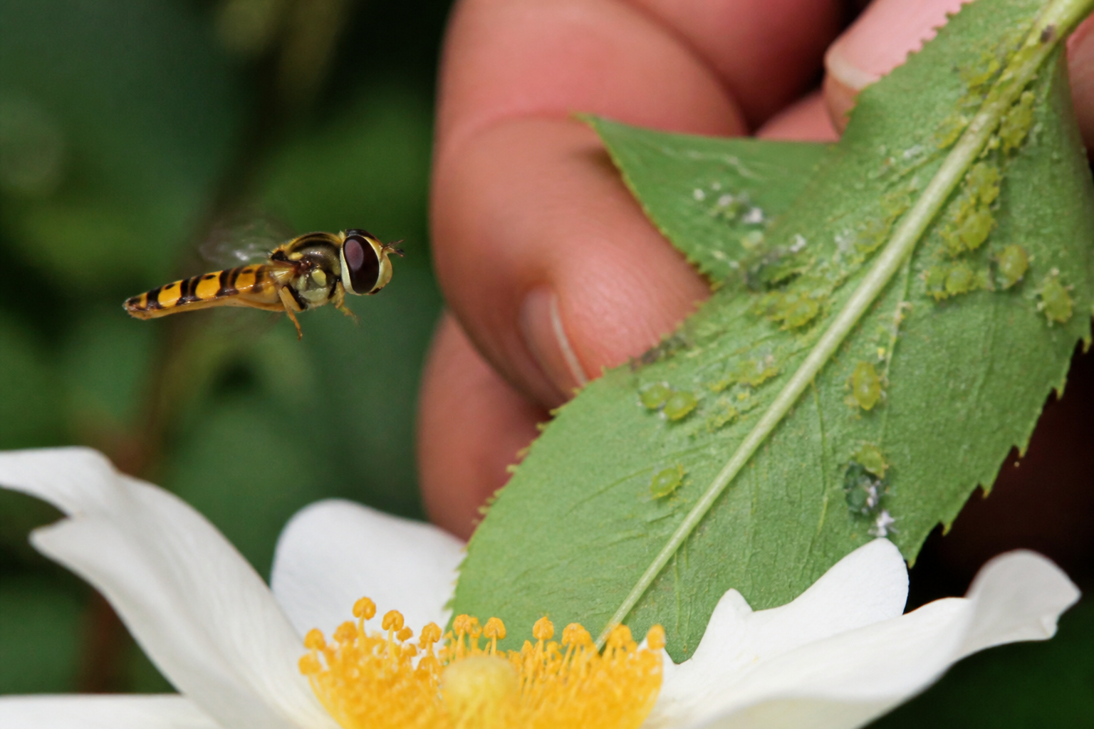 Syrphe ceinturé : l'insecte qui élimine les pucerons sans pesticides